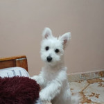 Fluffy Profile Picture